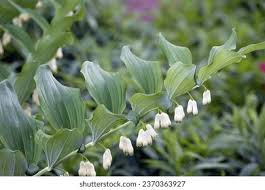 Attēlu rezultāti vaicājumam “Polygonatum multiflorum  flower”