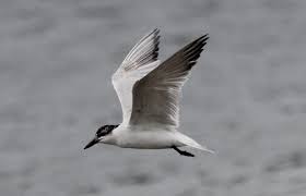 Image result for Gelochelidon nilotica