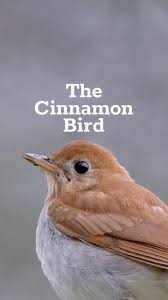 Image result for Catharus fuscescens