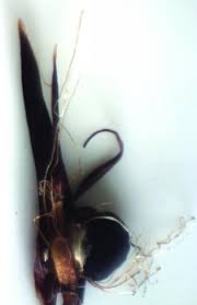 Attēlu rezultāti vaicājumam “Anthracoidea”