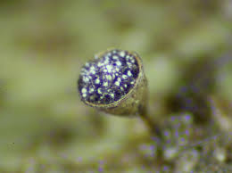 Attēlu rezultāti vaicājumam “Craterium minutum stalked”