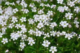 Image result for Gypsophila elegans
