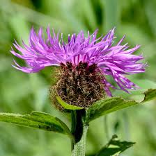 Image result for Centaurea pseudophrygia