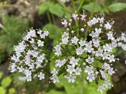 Image result for Baldrian