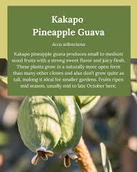 Attēlu rezultāti vaicājumam “Galium rivale fruit”