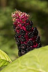 Attēlu rezultāti vaicājumam “Phytolacca acinosa”