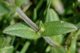 Attēlu rezultāti vaicājumam “Caryophyllaceae”