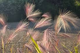 Attēlu rezultāti vaicājumam “Hordeum jubatum”