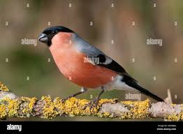 Attēlu rezultāti vaicājumam “Pyrrhula pyrrhula”