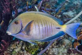 Image result for Acanthurus chirurgus