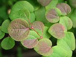 Attēlu rezultāti vaicājumam “Cercidiphyllum japonicum fruit”