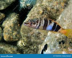 Image result for Serranus scriba