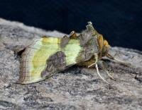 Attēlu rezultāti vaicājumam “Diachrysia tutti”