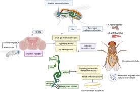 Attēlu rezultāti vaicājumam “Drosophila melanogaster”