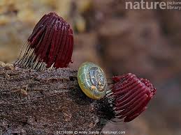 Attēlu rezultāti vaicājumam “Stemonitis fusca”