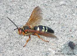 Image result for East Kilbride Wasps