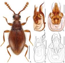 Attēlu rezultāti vaicājumam “Diderma subincarnatum sessile”