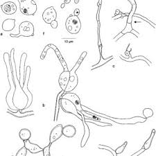 Attēlu rezultāti vaicājumam “Tremella ramalinae”