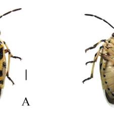 Attēlu rezultāti vaicājumam “Eurydema dominulus imago”