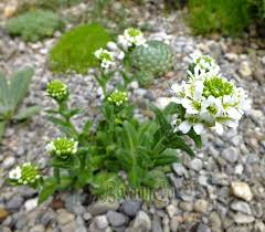 Attēlu rezultāti vaicājumam “Arabis hirsuta fruit”