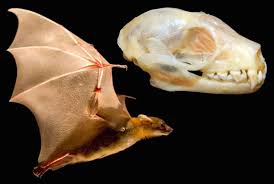 Attēlu rezultāti vaicājumam “Chiroptera”