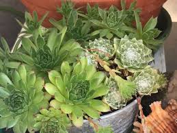 Image result for echtes Hauswurz