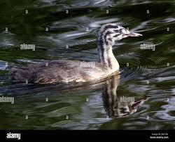 Attēlu rezultāti vaicājumam “Podiceps cristatus juvenile”