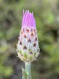 Attēlu rezultāti vaicājumam “Centaurea stoebe”