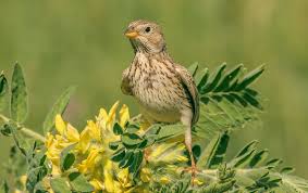Image result for Emberiza calandra