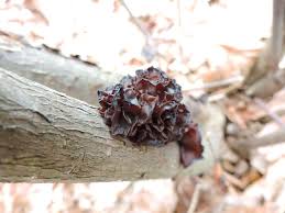 Attēlu rezultāti vaicājumam “Exidia recisa”