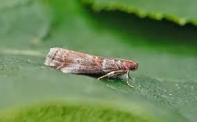 Attēlu rezultāti vaicājumam “Acrobasis advenella”