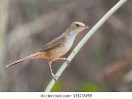 Image result for Acrocephalus aedon