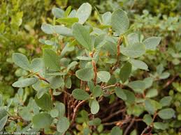 Attēlu rezultāti vaicājumam “Vaccinium uliginosum leaf”