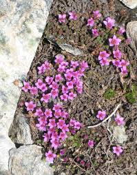 Attēlu rezultāti vaicājumam “Saxifragaceae”