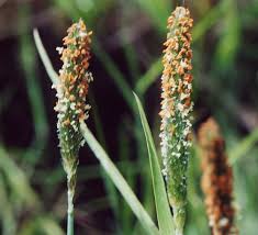 Attēlu rezultāti vaicājumam “Alopecurus aequalis”