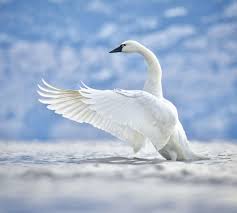 Attēlu rezultāti vaicājumam “Cygnus columbianus”