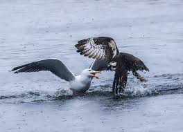 Image result for Wigan Seagulls