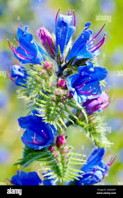 Attēlu rezultāti vaicājumam “Echium vulgare flower”