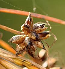 Attēlu rezultāti vaicājumam “Cladium mariscus bud”