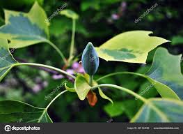 Attēlu rezultāti vaicājumam “Liriodendron tulipifera bud”