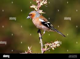 Attēlu rezultāti vaicājumam “Fringilla coelebs male”