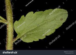 Attēlu rezultāti vaicājumam “Veronica agrestis leaf”