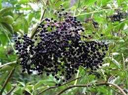 Attēlu rezultāti vaicājumam “Sambucus nigra fruit”
