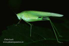 Attēlu rezultāti vaicājumam “Phaneroptera falcata”