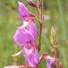 Attēlu rezultāti vaicājumam “Diderma roanense stalked”