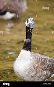 Attēlu rezultāti vaicājumam “Branta canadensis”