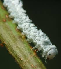 Attēlu rezultāti vaicājumam “Eriocampa ovata larva”