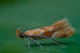 Attēlu rezultāti vaicājumam “Epicallima formosella”