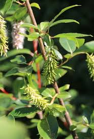 Attēlu rezultāti vaicājumam “Salix pentandra flower”