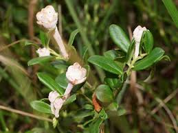 Attēlu rezultāti vaicājumam “Exobasidium splendidum”